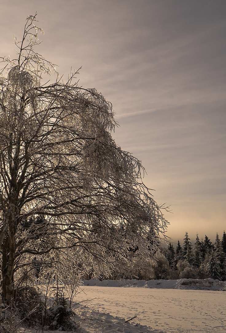 Geeiste Natur