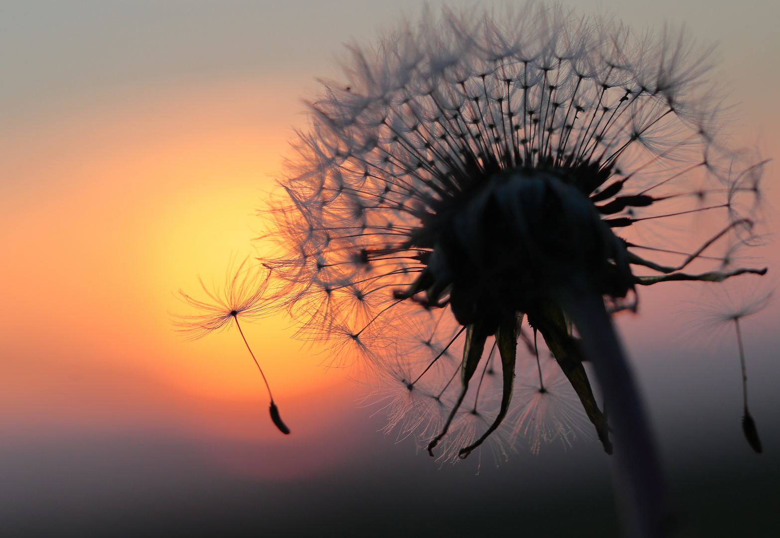 geeiste Pusteblume Foto &amp; Bild | fotokunst, color fine art, spezial ...
