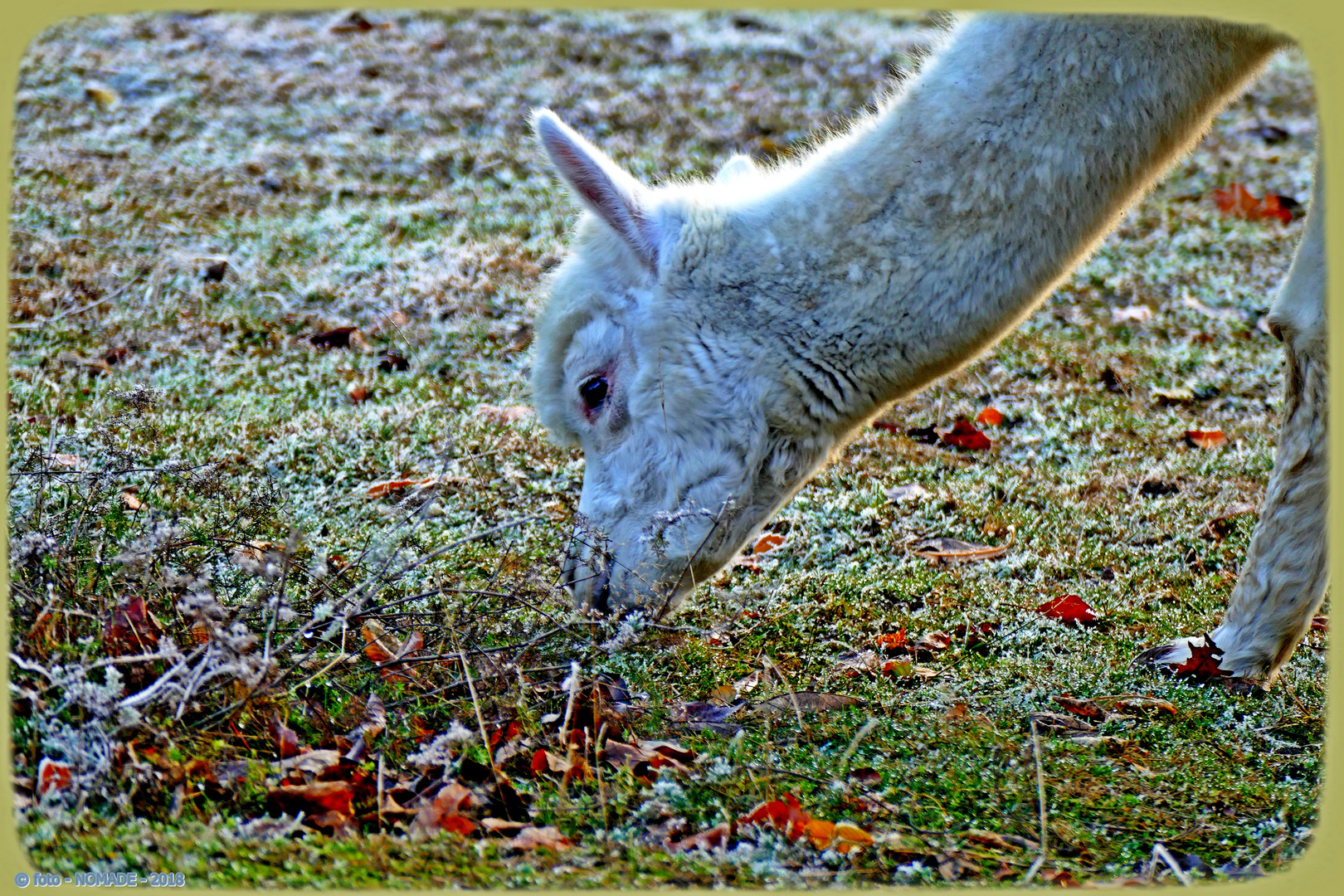  Geeistes Gras - lecker 