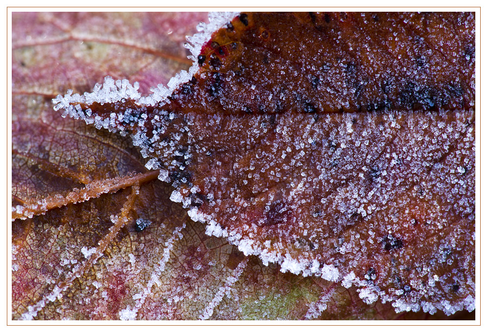 Geeistes Herbstlaub