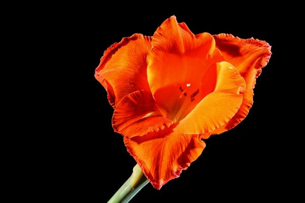 Geerntet auf einem Feld ...