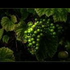 Geerntet wird im September, wenn die Beeren süss schmecken.