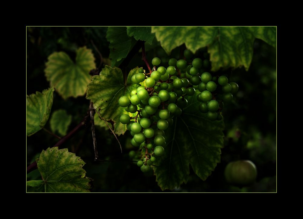 Geerntet wird im September, wenn die Beeren süss schmecken.