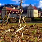 Geerntetes Weizenfeld im Donautal