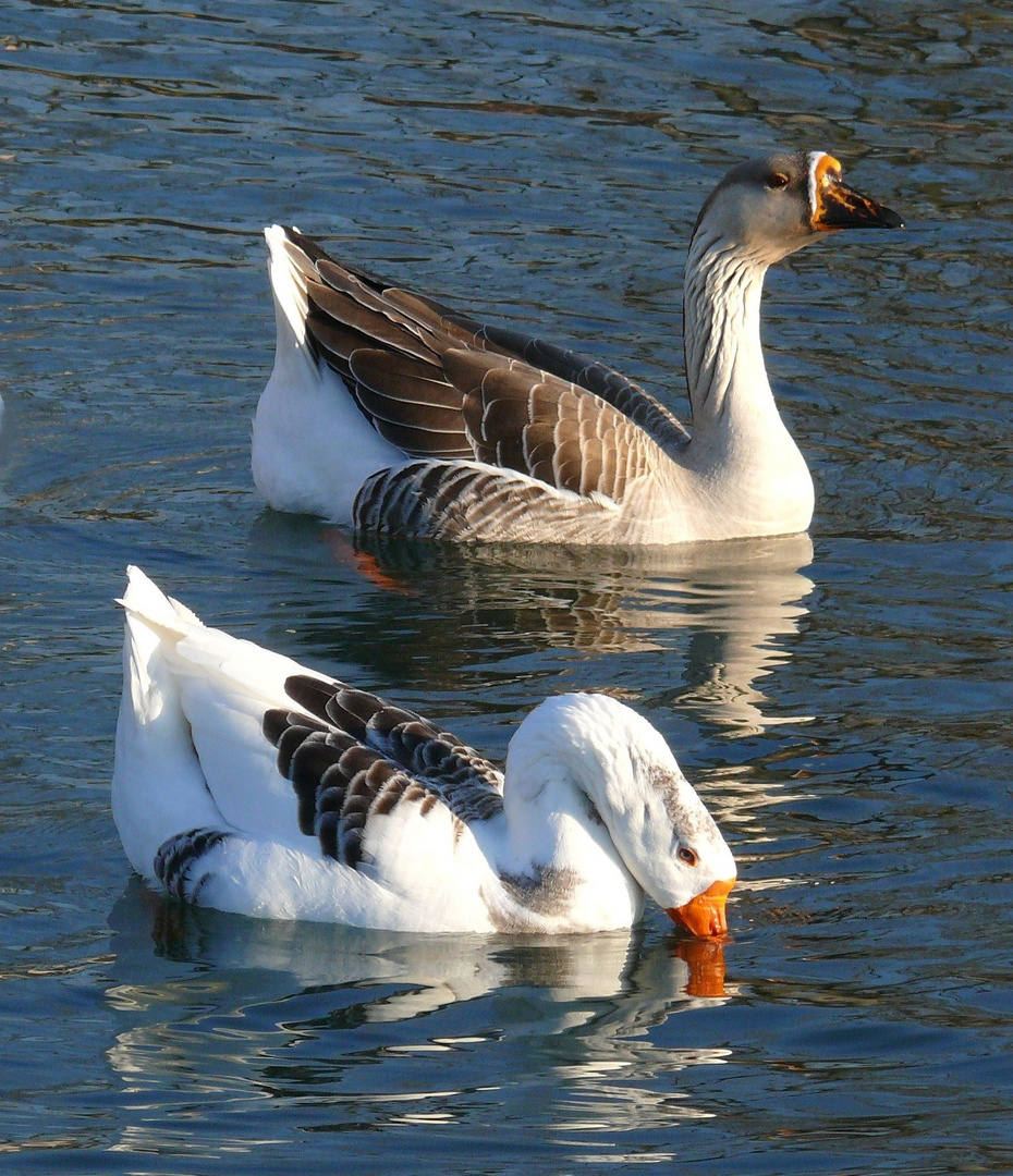 "Geese 2"