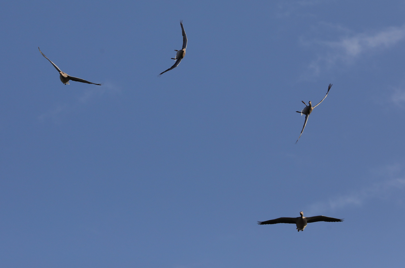 Geese Air Show