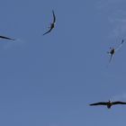 Geese Air Show