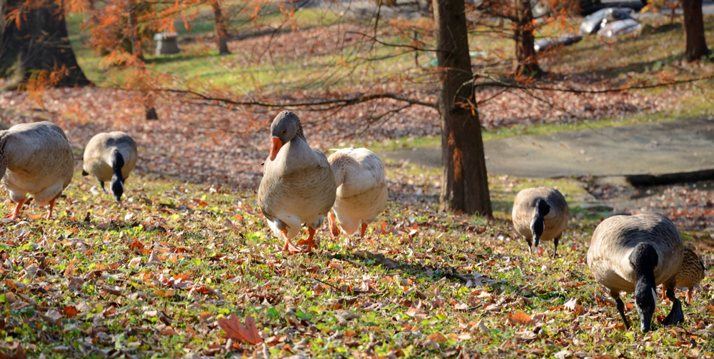 Geese at Cave Hill