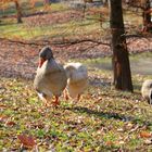 Geese at Cave Hill