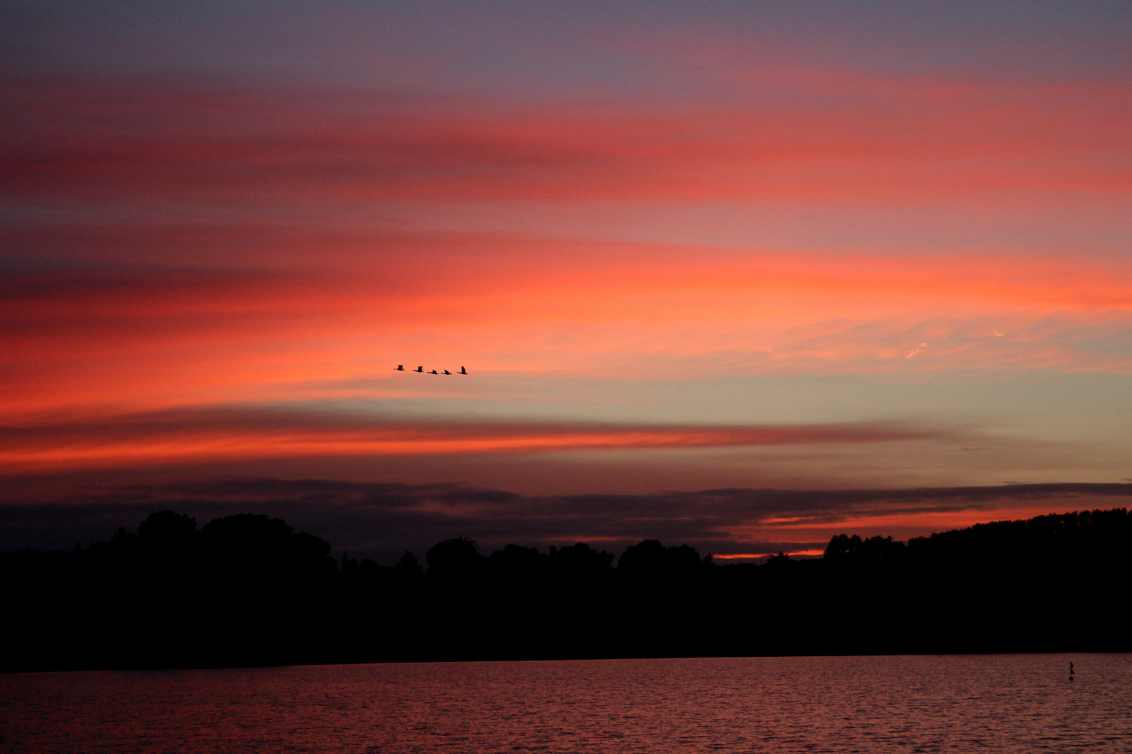 Geese at Sunset