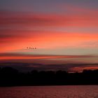 Geese at Sunset