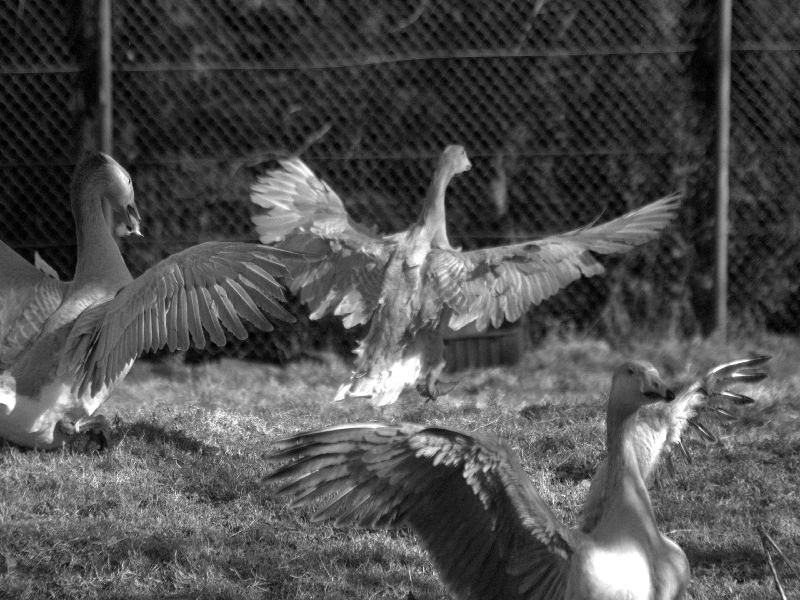 geese ballet - gänse ballett