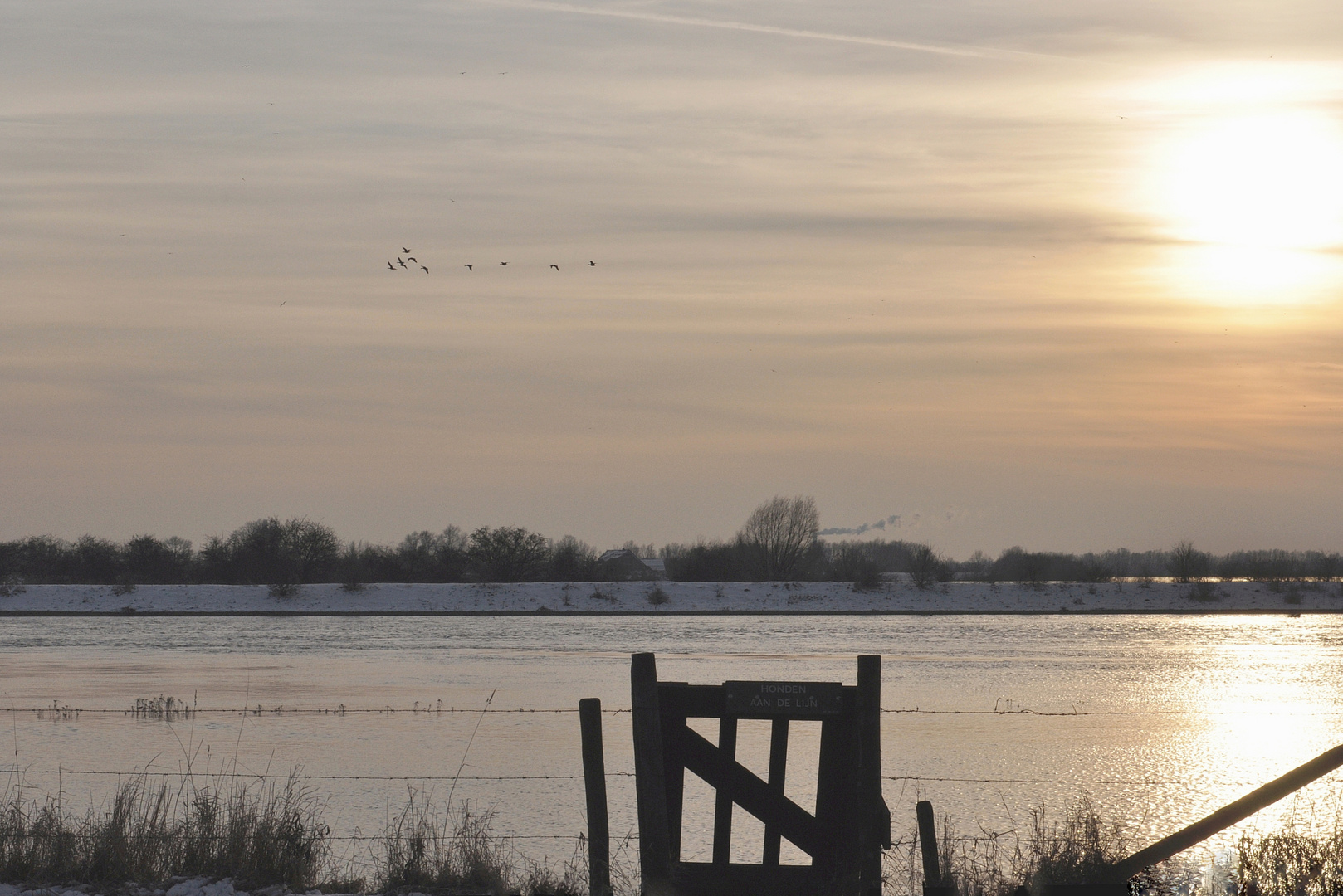 geese flight over the river IJssel