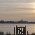 geese flight over the river IJssel