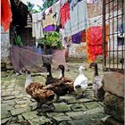 Geese in a colourful courtyard