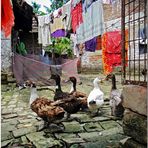 Geese in a colourful courtyard