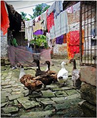 Geese in a colourful courtyard