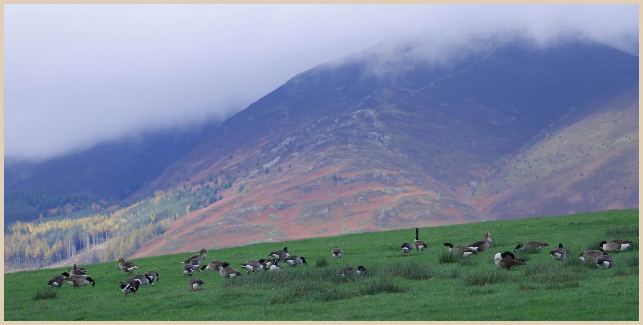 geese in front of skiddaw