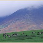 geese in front of skiddaw