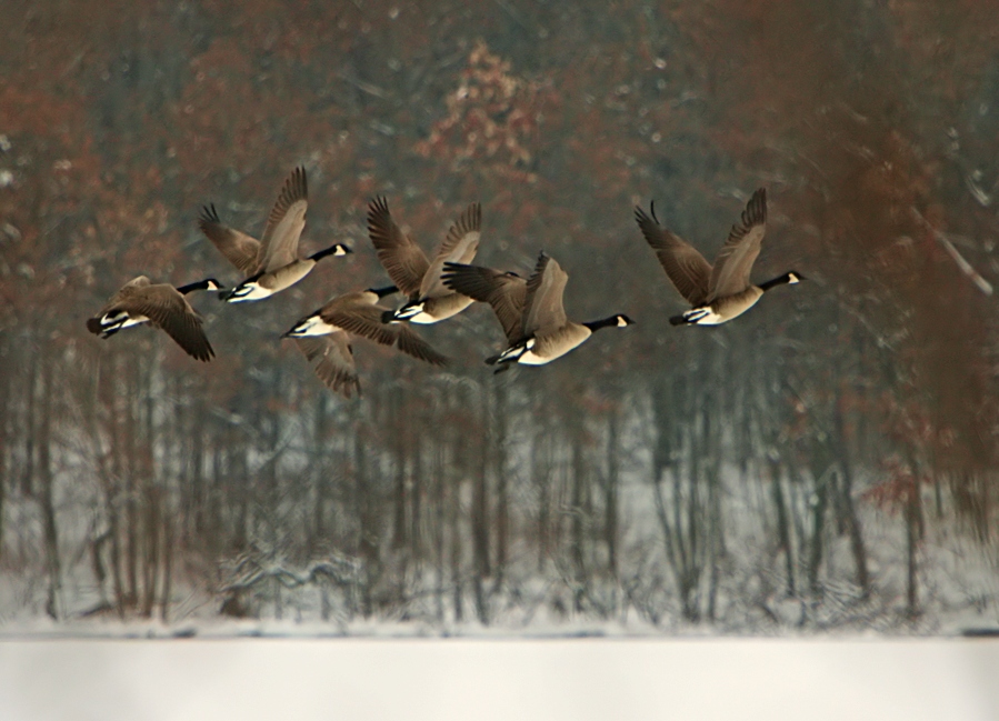 geese on a snowy lake