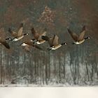 geese on a snowy lake