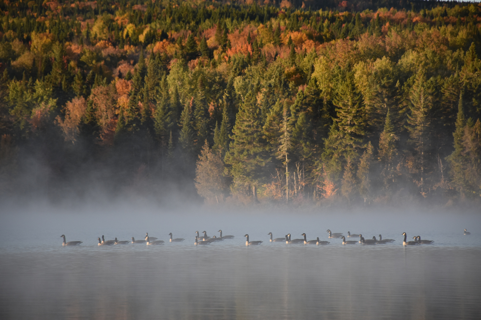 Geese on the lake in the fall