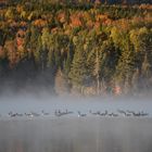 Geese on the lake in the fall