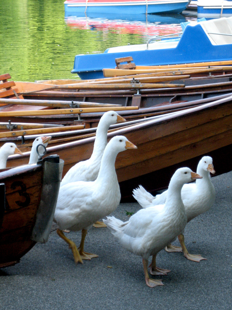 Geese on the move