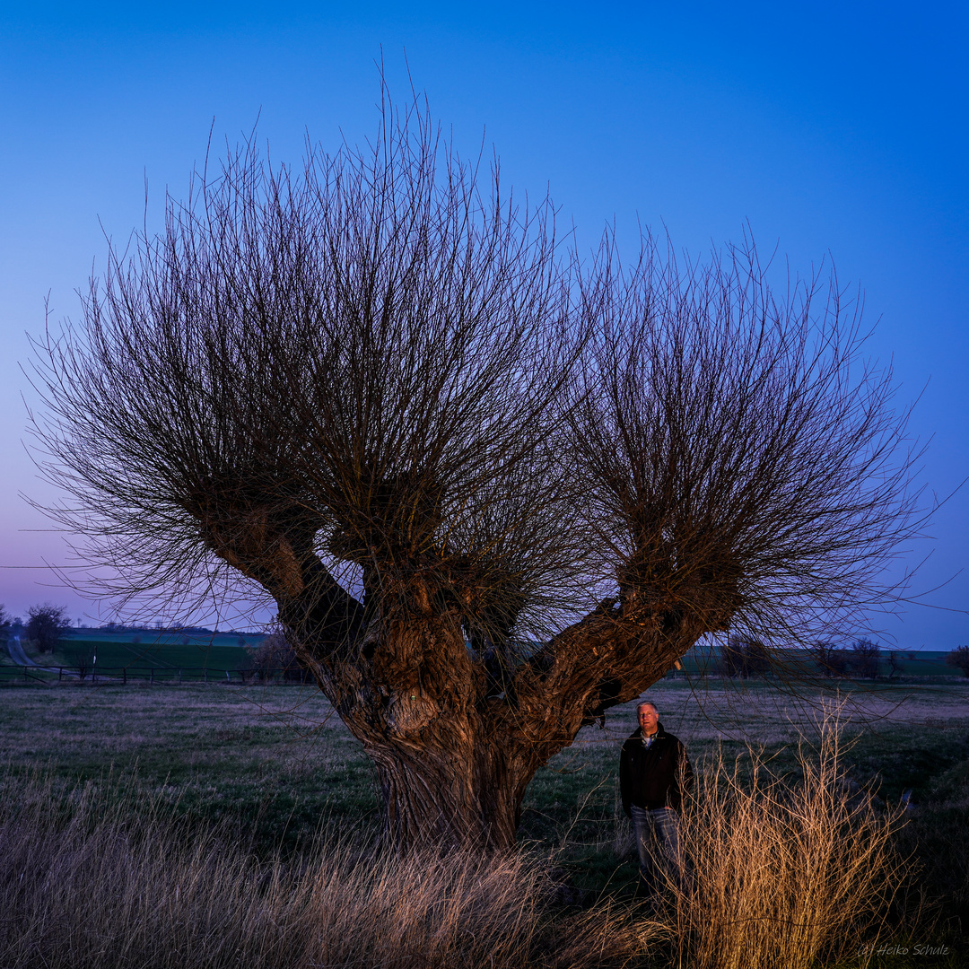 GEF mit Baum