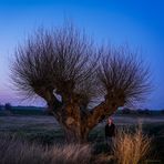 GEF mit Baum