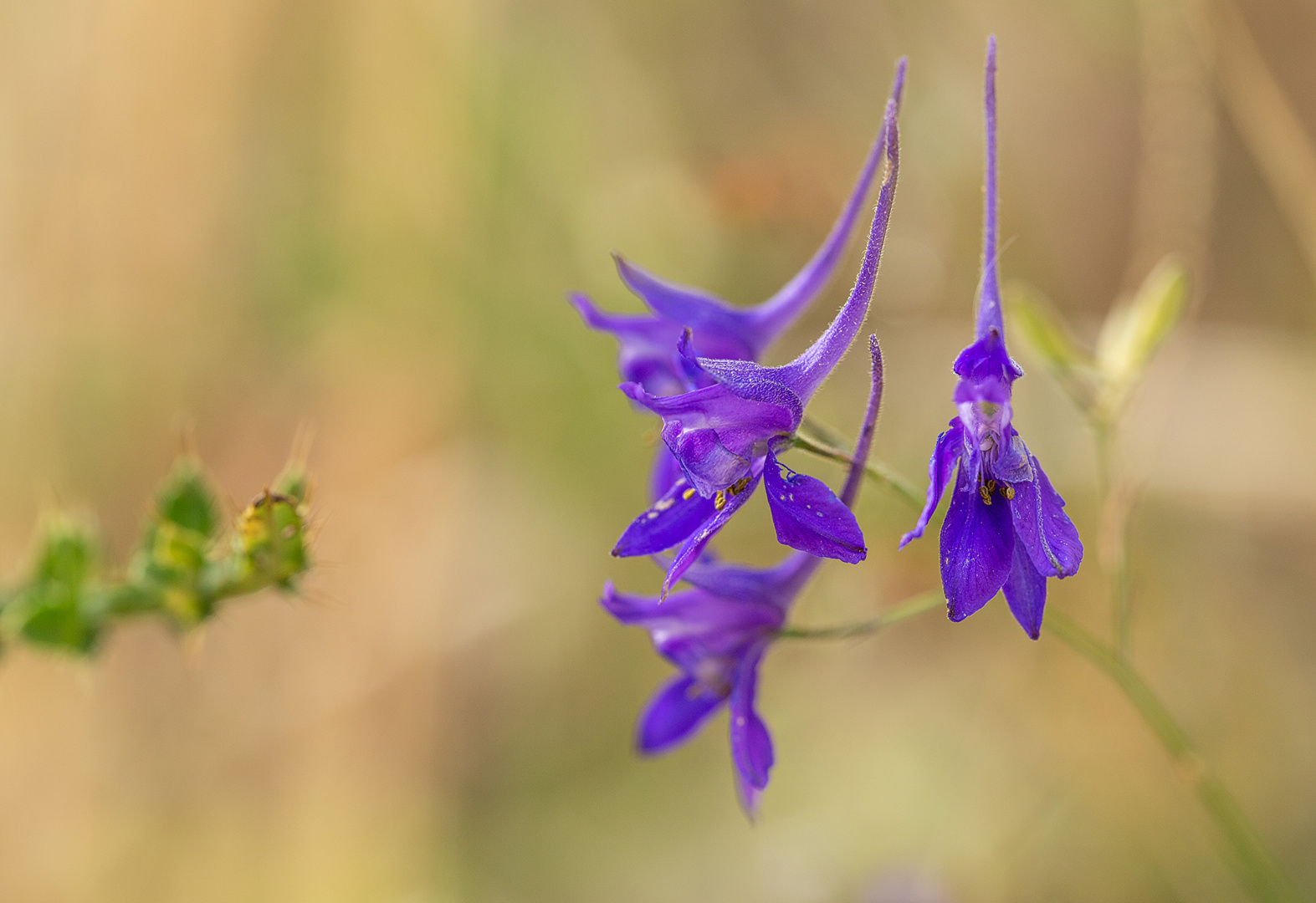 gefährdete Ackerwildkräuter - Feldrittersporn