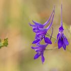 gefährdete Ackerwildkräuter - Feldrittersporn