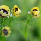 gefährdete Ackerwildkräuter - Sommer-Adonisröschen