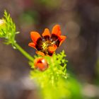 gefährdete Ackerwildkräuter - Sommer-Adonisröschen (3)