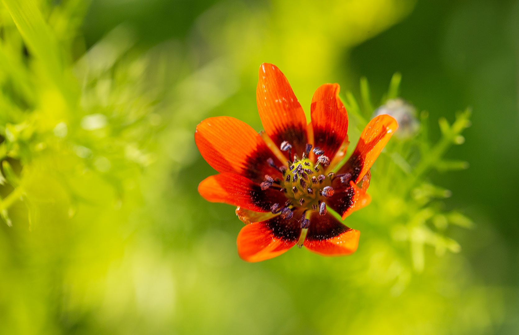 gefährdete Ackerwildkräuter - Sommer-Adonisröschen (4)