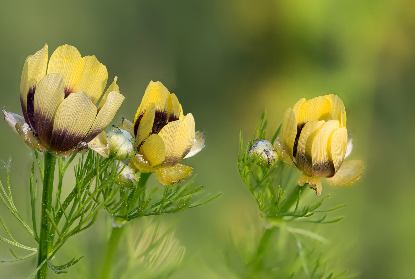 gefährdete Ackerwildkräuter - Sommer-Adonisröschen var. citrinus