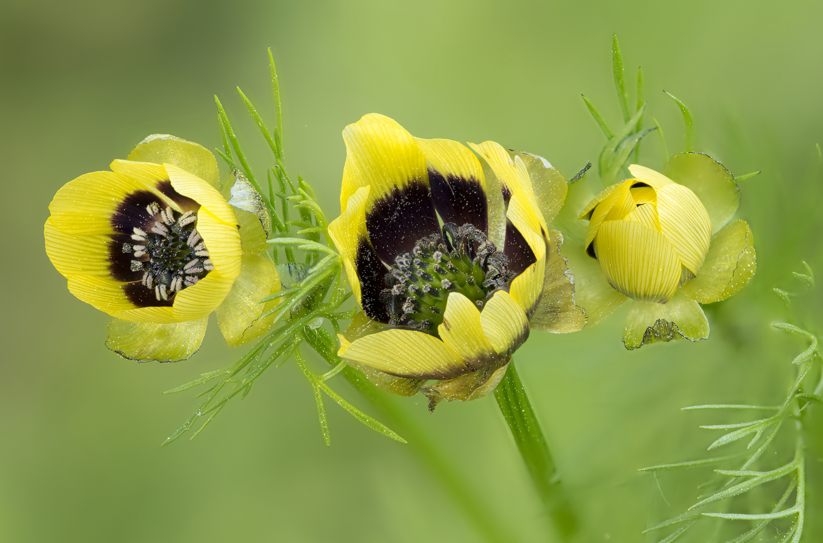 gefährdete Ackerwildkräuter - Sommer-Adonisröschen var. citrinus (5)