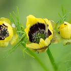 gefährdete Ackerwildkräuter - Sommer-Adonisröschen var. citrinus (5)