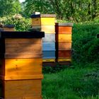 Gefährdete Bienenstöcke im Landschaftsschutzgebiet