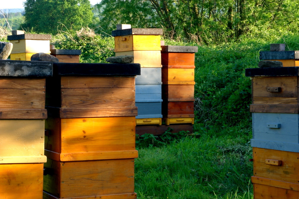 Gefährdete Bienenstöcke im Landschaftsschutzgebiet