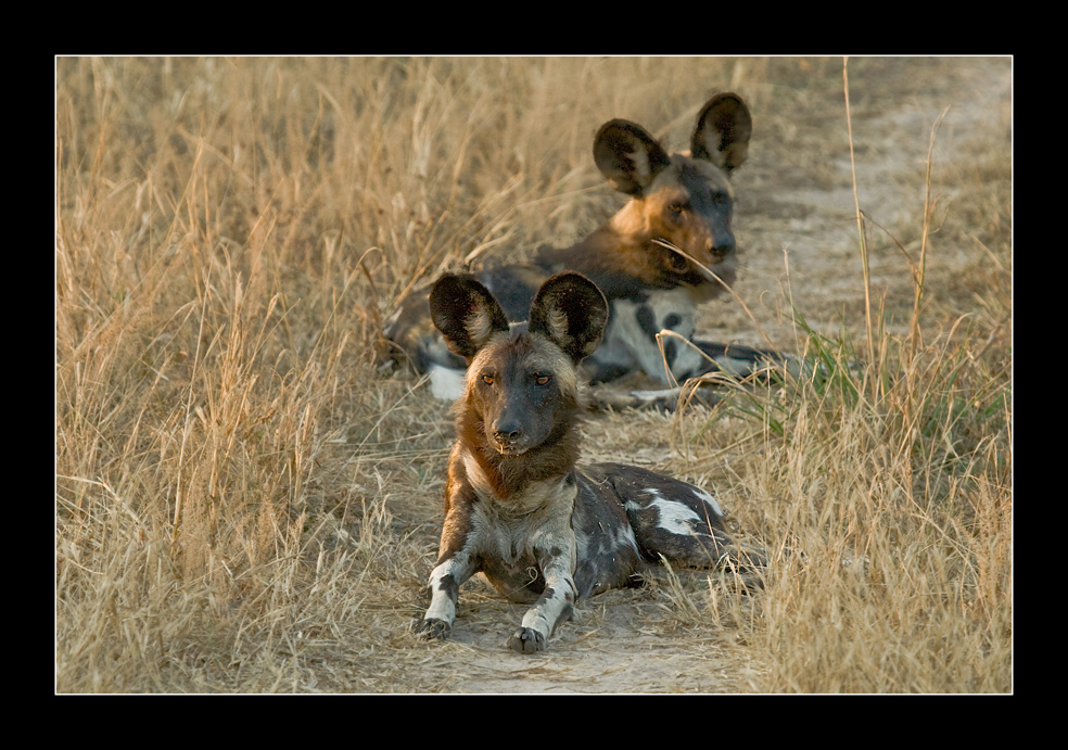 Gefährdete Wild Dogs #1