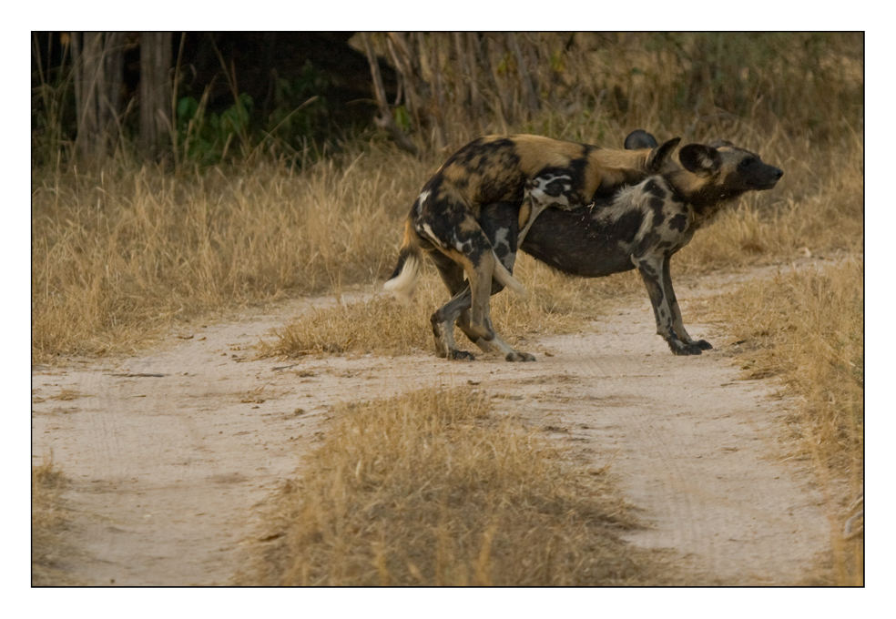 Gefährdete Wild Dogs #2