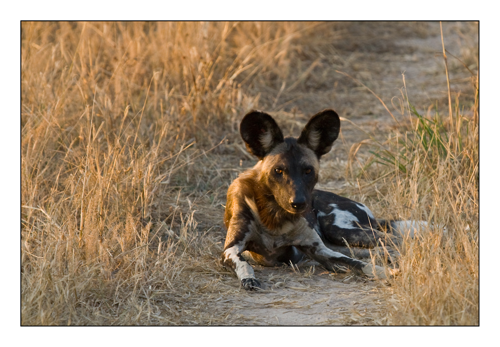 Gefährdete Wild Dogs #3