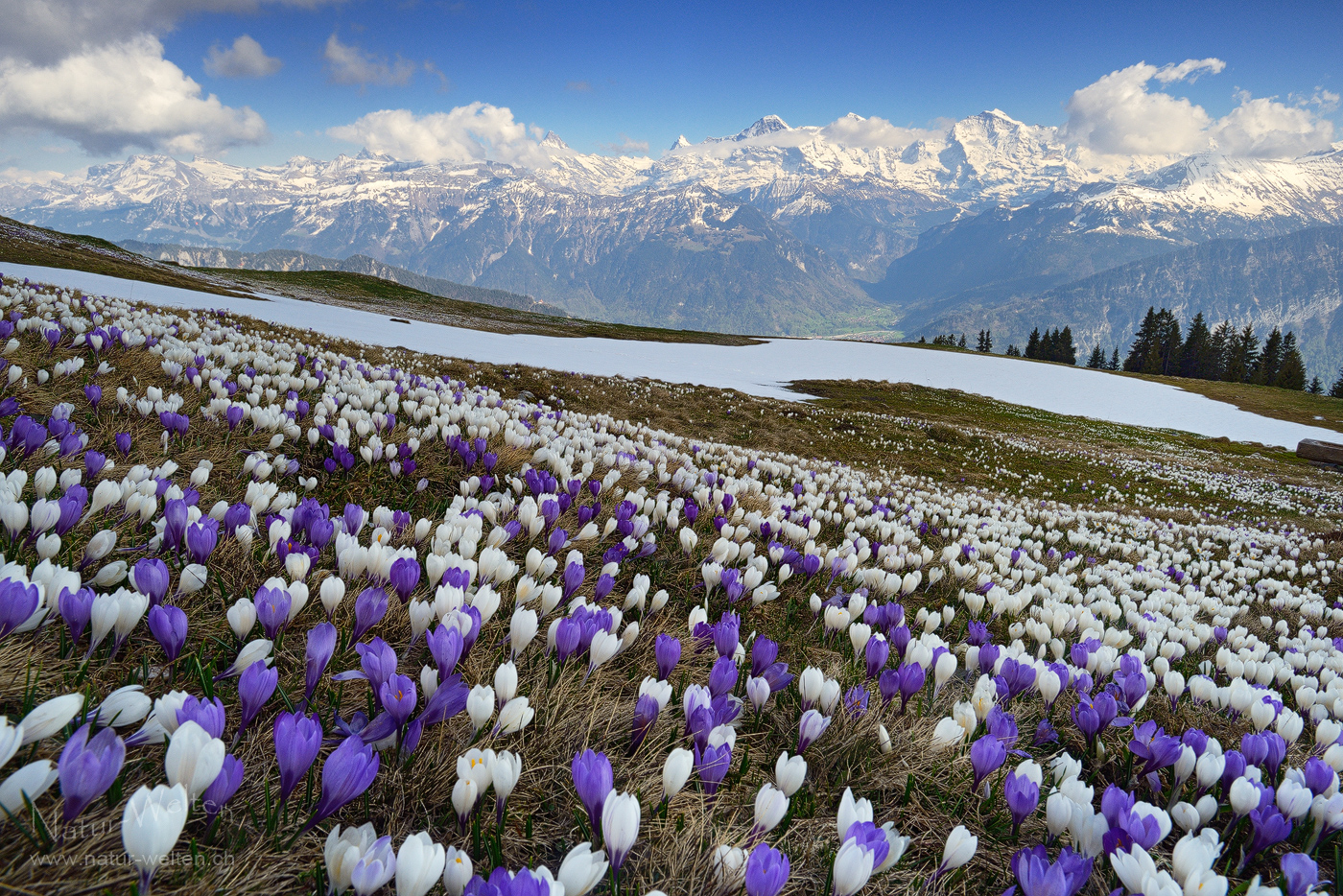 Gefährdetes Blumenjuwel