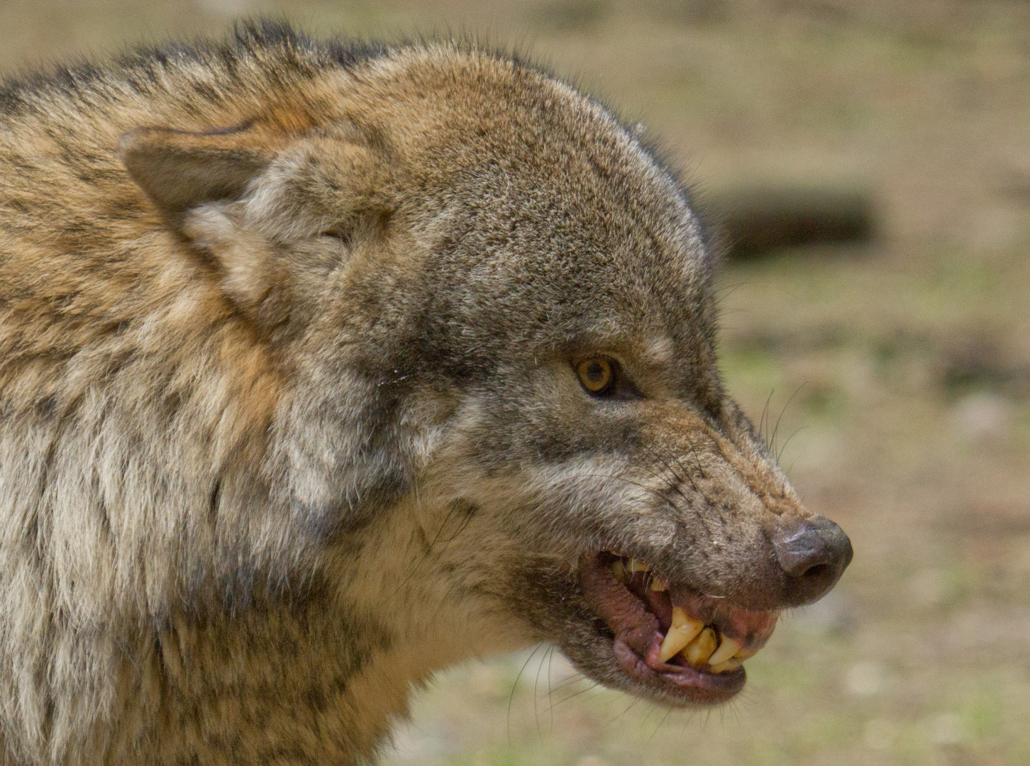 Gefährlich Foto & Bild | tiere, zoo, wildpark & falknerei, säugetiere Bilder auf fotocommunity