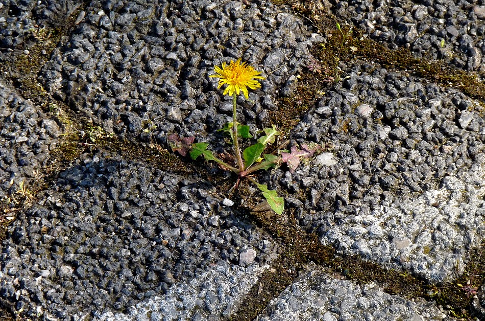 . . "gefährlich". .