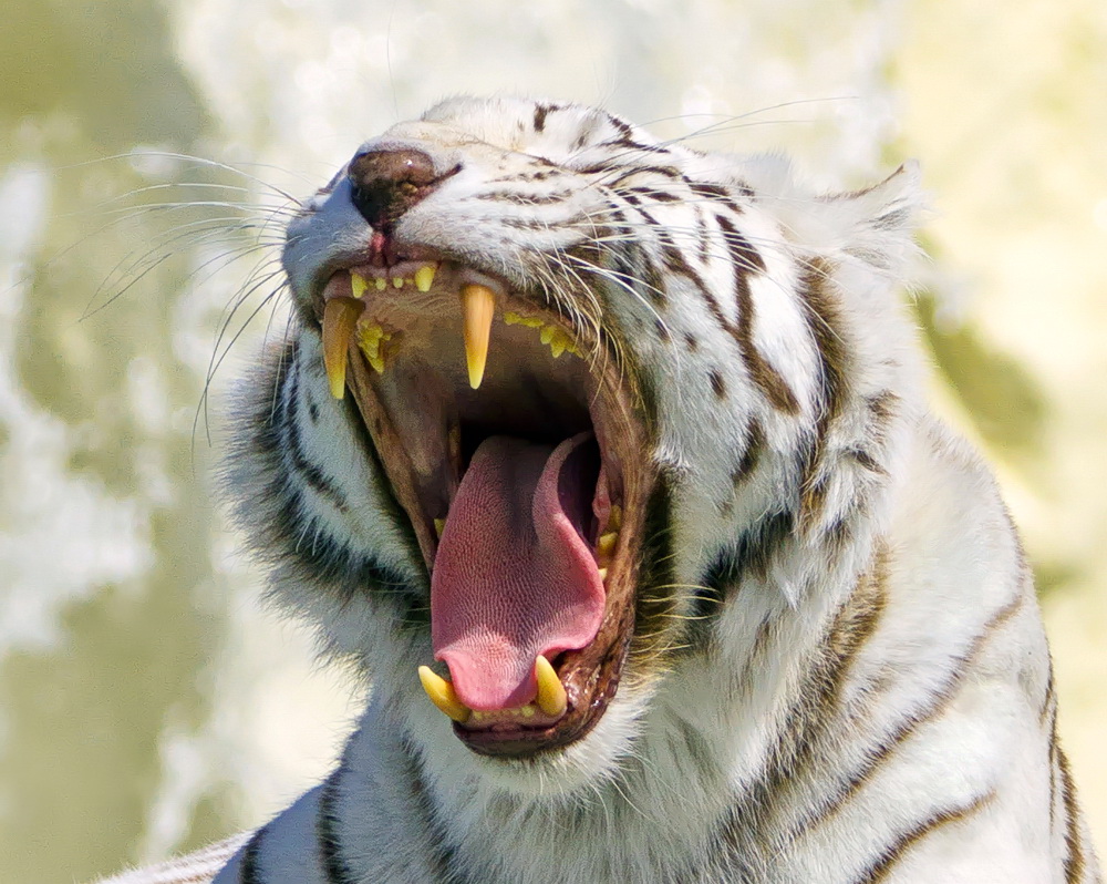 Gefährlich ist des Tigers Zahn...