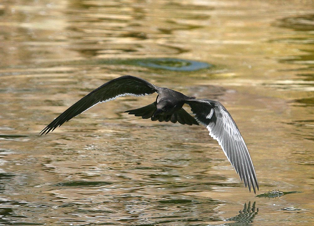 Gefährlich nah am Wasser