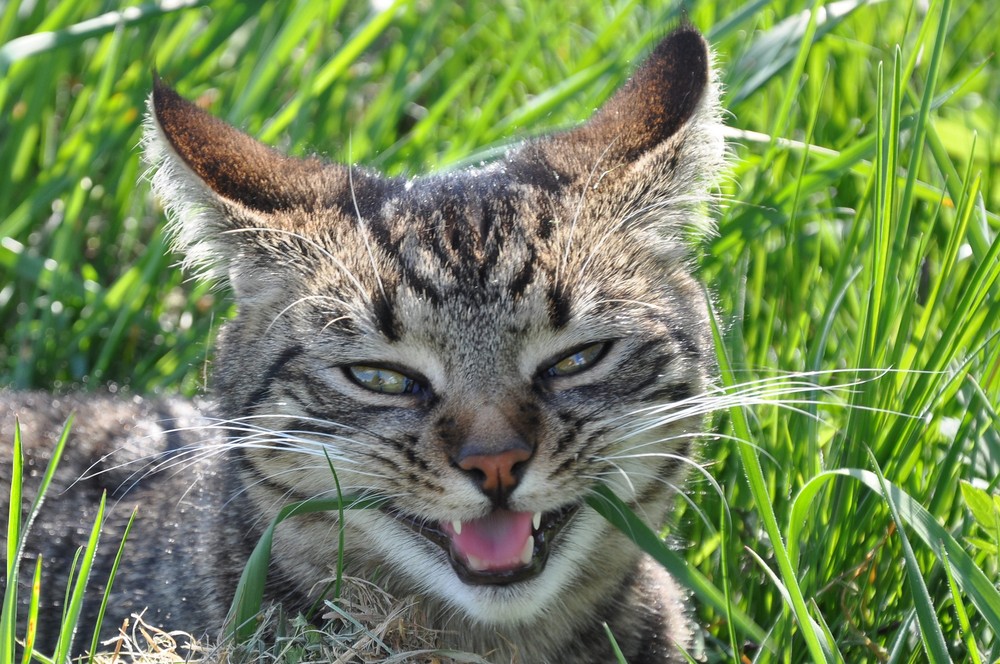 Gefährlich, wie ein kleiner Tiger...