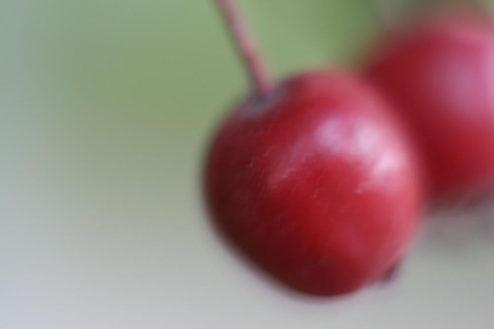 Gefährliche Beeren